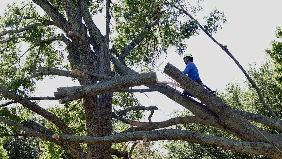 Professional Crown Thinning performed by certified arborists in Horton
