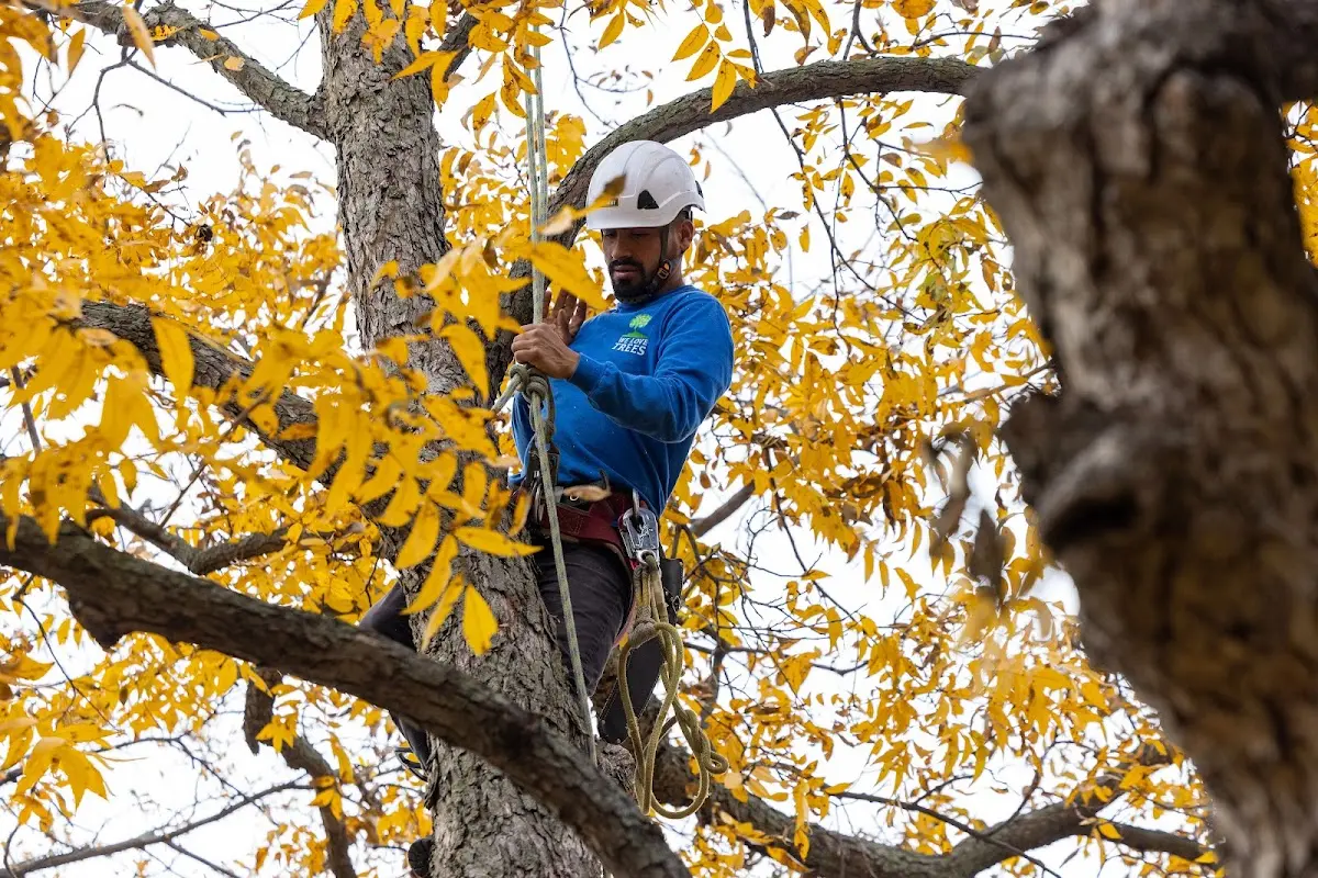 Skilled Tree Trimming crew working in Horton