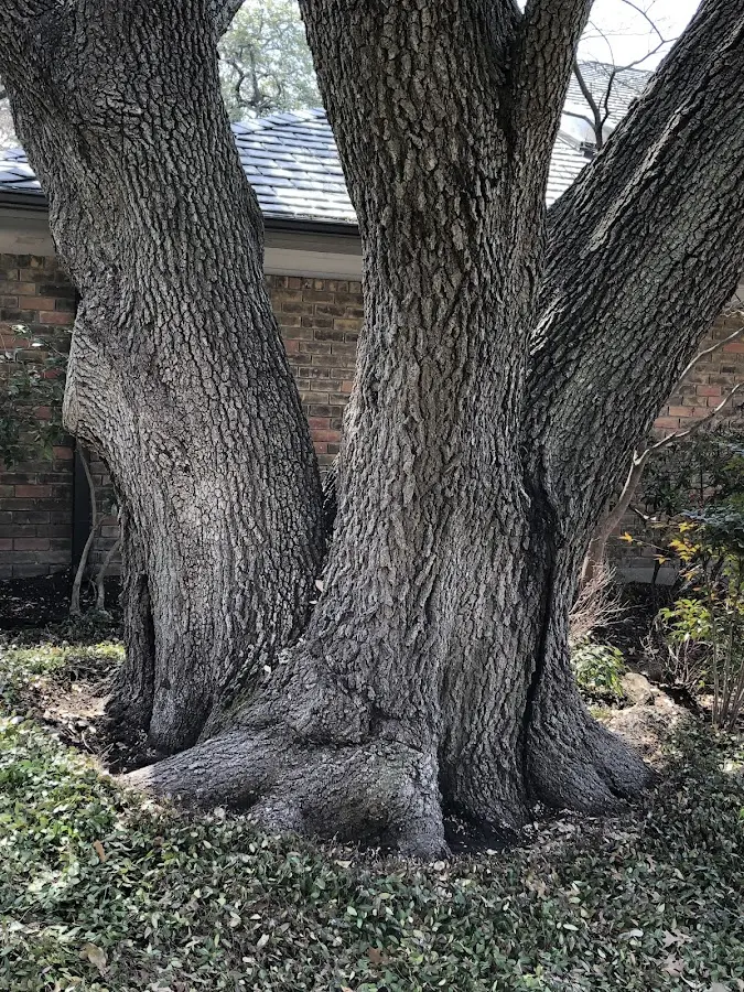 Mature heritage tree close to a Horton property cared for by certified arborists